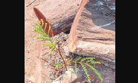 Demise of the signature tree 