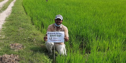 Jalagam Shyamsundar doing agriculture works at his fields using natural farming methods in Pudi village. (Photo| EPS)