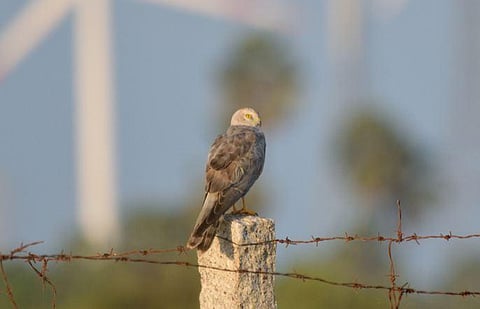 Windmill takes wind out of birds' sails 