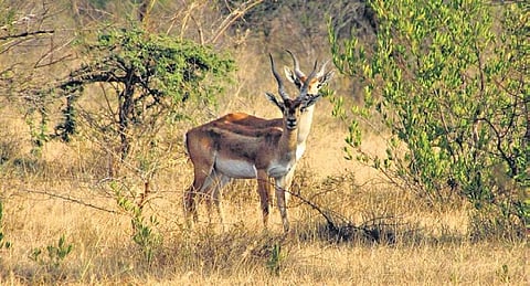 TN panel bins quarry proposal to protect blackbuck population