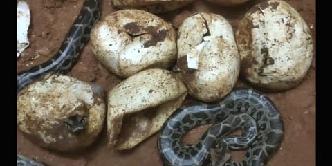 Infra company stops highway work for 54 days for python to incubate eggs in Kerala's Kasaragod