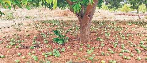 The fallen mangoes in an orchard in Kadapa district due to cyclone | express
