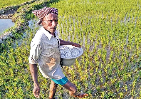 Government asks millers to procure rabi paddy from farmers in Koraput