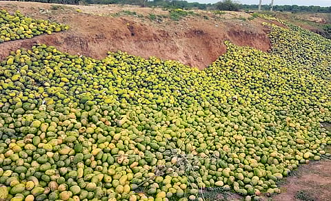 Farmers dump mangoes on the roadside at Kasireddy Kunta in Kadapa district as traders are not buying the produce, damaged due to Cyclone Asani | Express