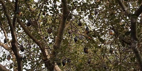 Tamil Nadu: Bats 'miss their home' as storm uproots ancient banyan tree in Villupuram village