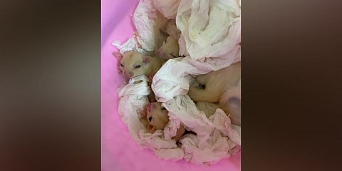 Air Customs foiled bid to smuggle albino porcupine, red-chested Tamarin monkey and leucistic sugar gliders.