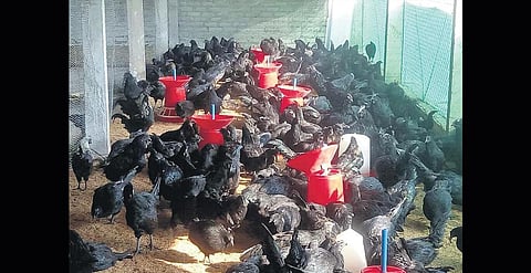 Vinod employs five youths for transporting orders across the country.