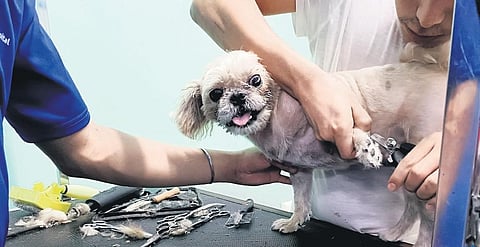 ‘Purr’fect Okay!