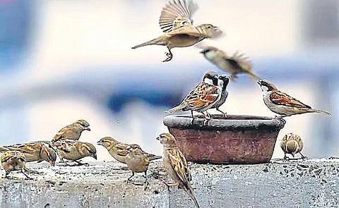 The sparrow population has dwindled over the years due to increasing pollution