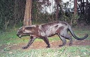Black panther spotted after two years in Biligiri Ranga Hills