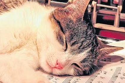 Sound of music on animals