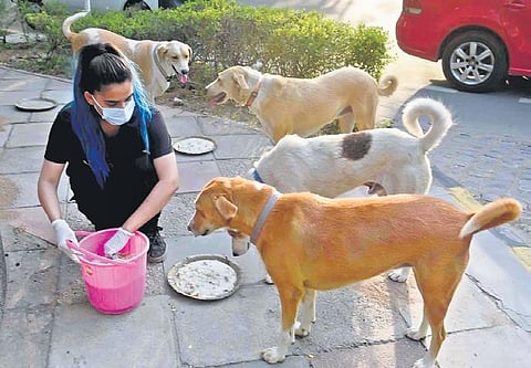 Vibha Tomar feeding stray dogs in her neighbourhood. (Photo| EPS)