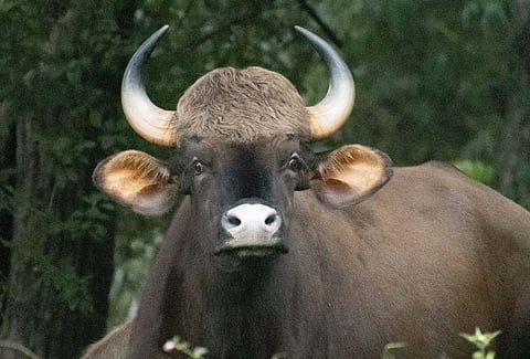 After elephants, Coimbatore forest department staff now aim to end gaur attacks