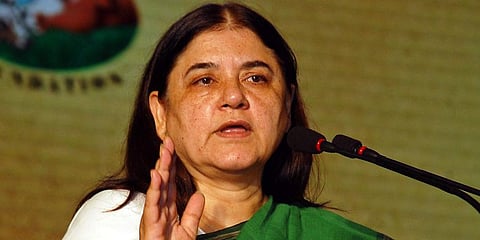 BJP Sultanpur MP and former Union Minster Maneka Gandhi (Photo | EPS)