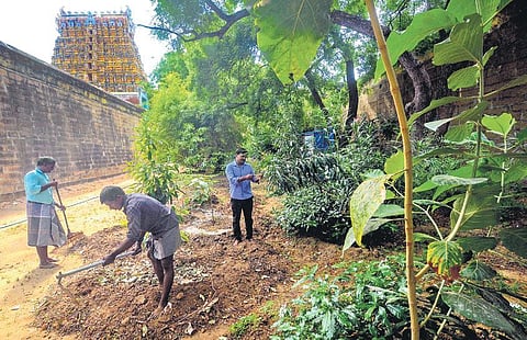 A sprouting work of worship that rejuvenated the land at Sathyavaakeswarar temple at Kalakad in Tirunelveli district | V KARTHIKALAGU