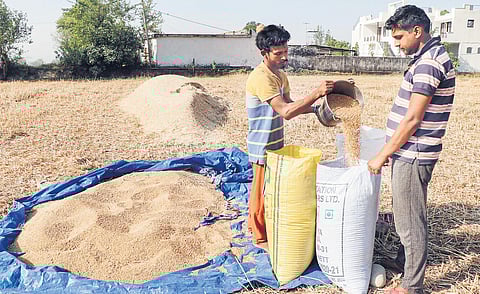 Following a spurt in global wheat prices, most states had witnessed a drastic drop in government purchase of wheat. (Photo | Express)