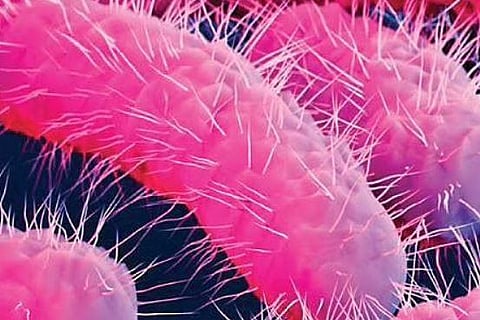 ‘Not usual loose motion’: Doctor warns of ‘killer’ shigella contagion