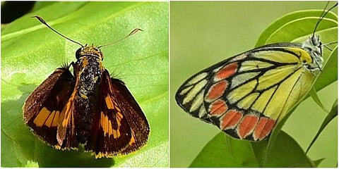 Oriental Dark Palm-Dart (L) and Common Jezebel. (Photo| EPS)