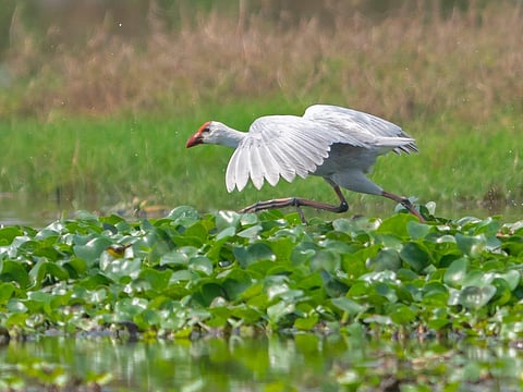Swamphen (Photo | Express)