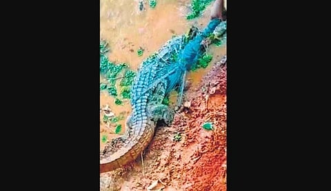 a 6-ft crocodile got into  the village pond. ( Photo | EPS)
