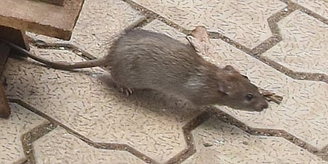 Rats nibble newborn's knee, limbs in Giridih hospital