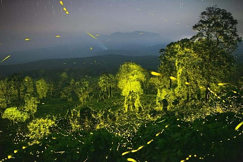 Fireflies have turned a large portion of the protected forest into an Avatar movie-like bioluminescent world.(File Photo)