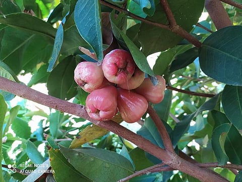 This summer, water apples catch fancy of Dharmapuri people