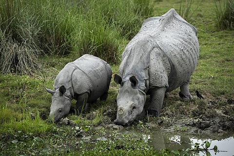 A mother and calf one horned Rhinoceros pair drinks water at the Pobitora wildlife sanctuary on the outskirts of Gauhati. (Photo | AP)