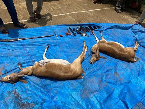 The carcass of two blackbucks recovered by the Haveri police.
