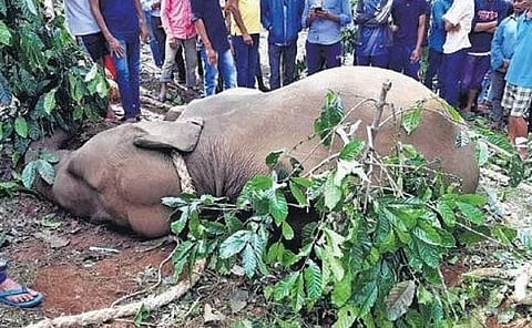 Wild elephant dies during capture mission in Kodagu