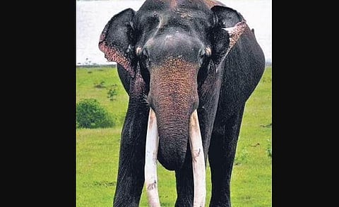 Jumbo with longest tusks says goodbye