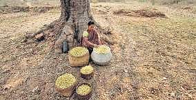 A woman collecting Mahua flowers. (Photo | Express)