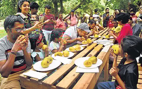 Scenes from the Hanu Reddy Mango Tourism Festival (Photo| Ashwin Prasath, EPS)