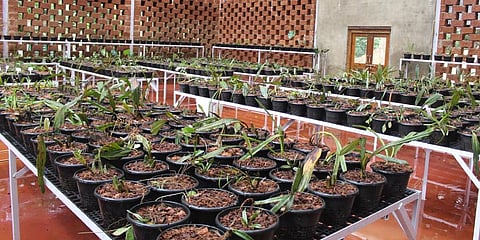 The interiors of orchidarium that is coming up at Nujji village of Joida Taluk - Express