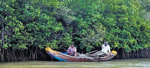 The mangrove forest in Bapatla district. (Photo I Express)