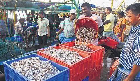 Crowds throng Kasimedu harbour on the weekend after the 61 day-fishing ban came to an end recently | Ashwin Prasath