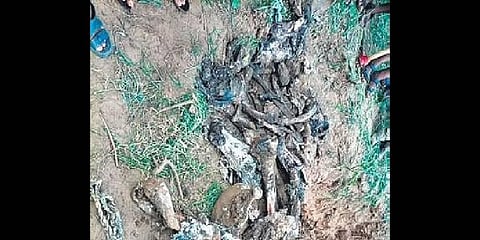 Exhumed remains of a jumbo