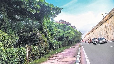 Trees along Fire station-CRPF square stretch that would be felled | Express