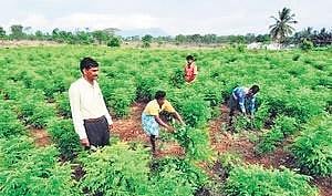 Raipur Diary: ‘Krishna Kunj’ follows ‘Ram Van Gaman Path’