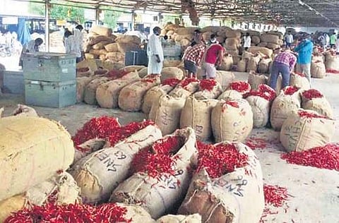 Guntur yard, the largest chilli market in Asia, has been receiving 50K-70K bags every day for the past couple of weeks owing to high demand. (Photo | Express)