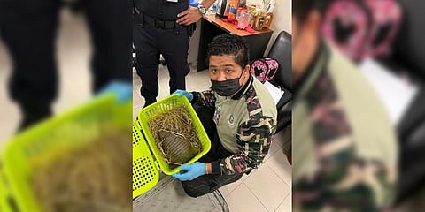 Photo from Thailand's Department of National Parks,shows an official with an armadillo rescued after being found in a passenger's luggage.(Photo | AFP)
