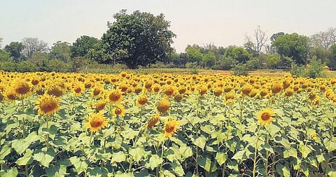 A sunflower crop ready to be harvested in Sundargarh district. (Photo | Express)