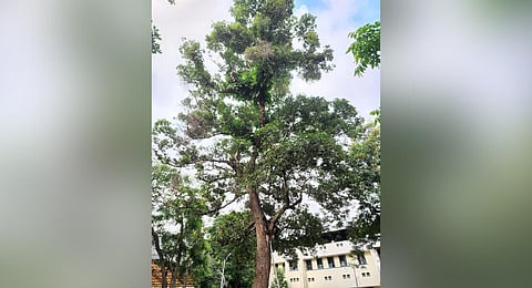 The 70ft-tall mango tree on the Kerala University College campus in Palayam is estimated to be about 350 years old.
