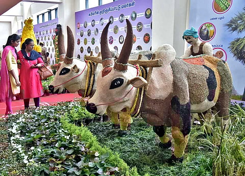 The Tamil Nadu Horticulture department has brought its marquee event of the annual summer festival - a flower exhibition - to Chennai. (Photo | P Jawahar, EPS)