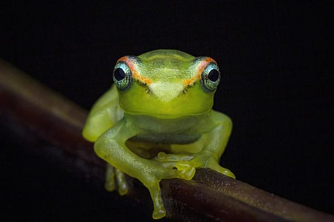 Photo | Hadlee Renjith