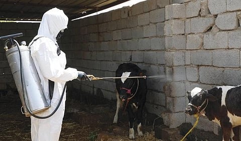 A health worker disinfects calves at a farm in Al-Bojari, Iraq. According to WHO the virus is primarily transmitted to people from ticks and livestock animals. (Photo | AFP)