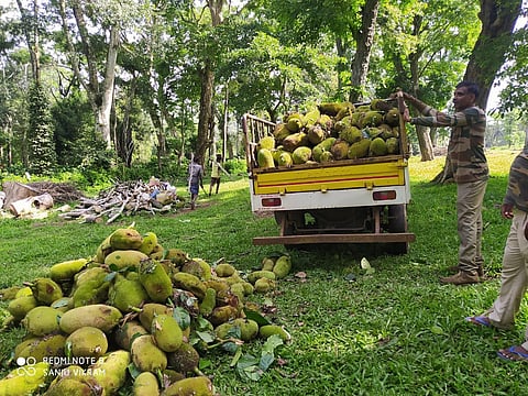 No insurance cover for Tamil Nadu forest frontline staff amid human-elephant conflict