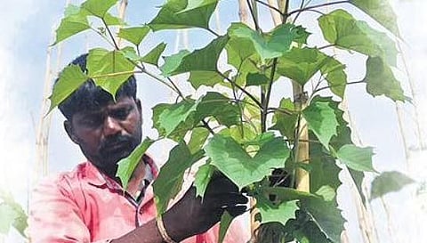 Bengaluru man turns landfill into forest