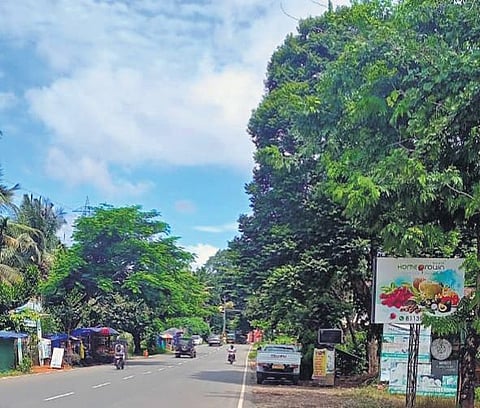 Canopy trees planted by K Sudheendran alongside the national highway in Adimaly | Express