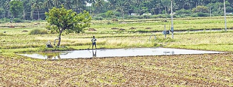 Farmer preparing land as part of the Kuruvai paddy cultivation atUthamarseeli near Tiruchy. (Photo | MK Ashok Kumar, EPS)